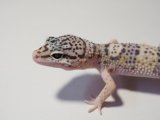 ■ヒョウモントカゲモドキ　No.2　　　　●品種 マックスノー　性別 オス