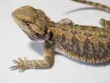 ■フトアゴヒゲトカゲ　 管理記号 B　　●品種 ノーマル　 性別 メス