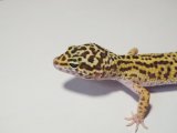 ■ヒョウモントカゲモドキ　No.5　　　　●品種　ハイイエロー　性別　メス
