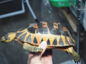 画像5: ■ソリガメ　約190mm　　　　　　　●No.1　オス　※爪トビ個体