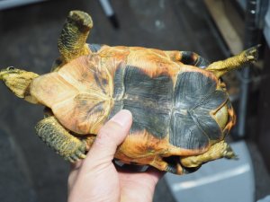 画像6: ■ソリガメ　約190mm　　　　　　　●No.1　オス　※爪トビ個体