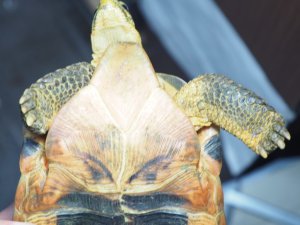 画像9: ■ソリガメ　約190mm　　　　　　　●No.1　オス　※爪トビ個体