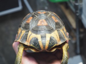 画像4: ■ソリガメ　約190mm　　　　　　　●No.1　オス　※爪トビ個体