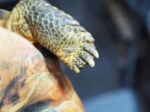 画像7: ■ソリガメ　約190mm　　　　　　　●No.1　オス　※爪トビ個体