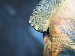 画像8: ■ソリガメ　約190mm　　　　　　　●No.1　オス　※爪トビ個体