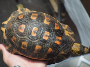 画像3: ■ソリガメ　約190mm　　　　　　　●No.1　オス　※爪トビ個体