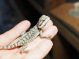 ■フトアゴヒゲトカゲ　baby　　　　●品種 ノーマル　性別 不明