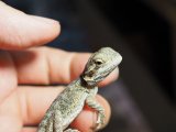 ■フトアゴヒゲトカゲ　baby　　　　●品種 ノーマル　性別 不明
