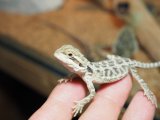 ■フトアゴヒゲトカゲ　baby　　　　●品種 ノーマル　性別 不明