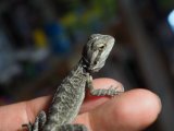 ■フトアゴヒゲトカゲ　baby　　　　●品種 ノーマル　性別 不明