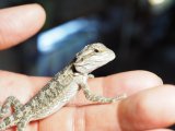 ■フトアゴヒゲトカゲ　baby　　　　●品種 ノーマル　性別 不明