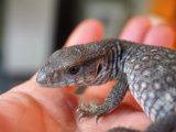 ■サバンナモニター