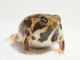 ■アメフクラガエル　ペア　