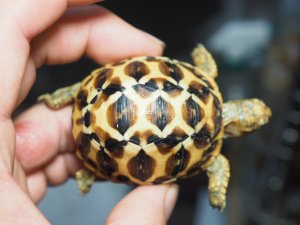 画像4: ■インドホシガメ　　No.20　　　　●美セレクト個体　　約48mm