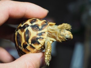 画像7: ■インドホシガメ　　No.20　　　　●美セレクト個体　　約48mm