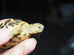 画像3: ■インドホシガメ　　No.20　　　　●美セレクト個体　　約48mm