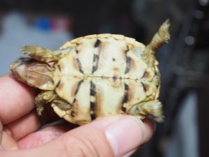 画像5: ■インドホシガメ　　No.20　　　　●美セレクト個体　　約48mm