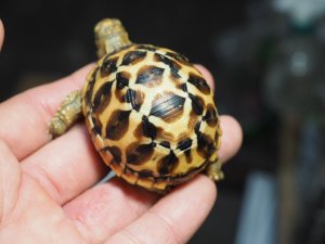 画像6: ■インドホシガメ　　No.20　　　　●美セレクト個体　　約48mm