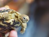■ナミビアヒョウモンリクガメ　baby　No.2