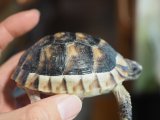 ■マルギナータリクガメ　　No.4　　　●性別　不明　　約83mm
