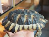 ■マルギナータリクガメ　　No.6　　　●性別　オス　　約210mm