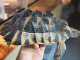 ■マルギナータリクガメ　　No.7　　　●性別　オス　　約210mm