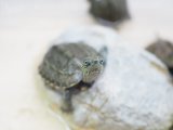 ■ウンキュウ　甲長35〜45mm