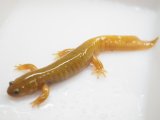 ■セトウチサンショウウオ　成体