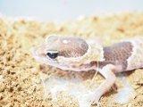 ■ニシアフリカトカゲモドキ　No.4　　●品種　ノーマル　♂