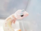 ■ヒョウモントカゲモドキ　No.6　　●品種　ブリザード