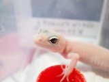 ■ヒョウモントカゲモドキ　No.5　　●品種　ディアブロブランコ　♀