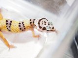 ■ヒョウモントカゲモドキ　No.17　　●品種　ハイイエロー