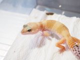 ■ヒョウモントカゲモドキ　No.10　　品種　スーパーハイポタンジェリン♀