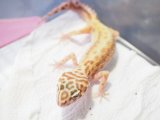 ■ヒョウモントカゲモドキ　No.3　　●品種　デザイナードストライプ　♀