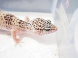 ■ヒョウモントカゲモドキ　No.19　　●品種　ハイイエロー