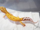 ■ヒョウモントカゲモドキ　No.8　　●品種　レーダー　♀