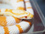 ■コーンスネーク　♀　約80cm　　　●エクストリームリバースオケッティ