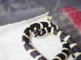 ■カリフォルニアキングスネーク　♂  ●バンデッドhetラベンダーパロマゴースト　約35cm