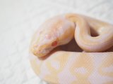 ■ボールパイソン  ♂  約45cm　　　　●品種　アルビノ