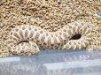 画像1: ■セイブシシバナヘビ　No.1　　　　●雌雄　♀　約30cm (1)