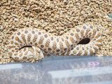 ■セイブシシバナヘビ　No.1　　　　●雌雄　♀　約30cm