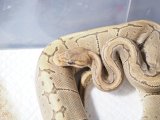 ■ボールパイソン  ♀  約80cm　　　　●品種　ハイポピンストライプ