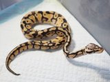 ■ボールパイソン  ♀  約45cm　　　　●品種　パステル