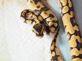 ■ボールパイソン  ♂  約60cm　　　　●品種 パステルエンチhetクラウン