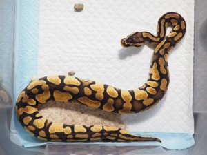 画像3: ■ボールパイソン  ♀  約50cm　　　　●品種　パステルイエローベリー