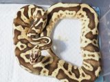 ■ボールパイソン　♂　約80cm　　　　●パステルレオパードイエローベリーファイアー