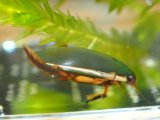 ■ヒメフチトリゲンゴロウ　ペア