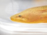 ■リュウキュウタウナギ　約20cm