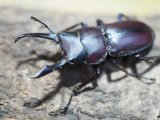 ■ヤクシマコクワガタ 幼虫ペア