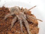 ■ブラジリアンサーモンピンクタランチュラ